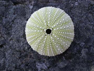 sea urchin shell